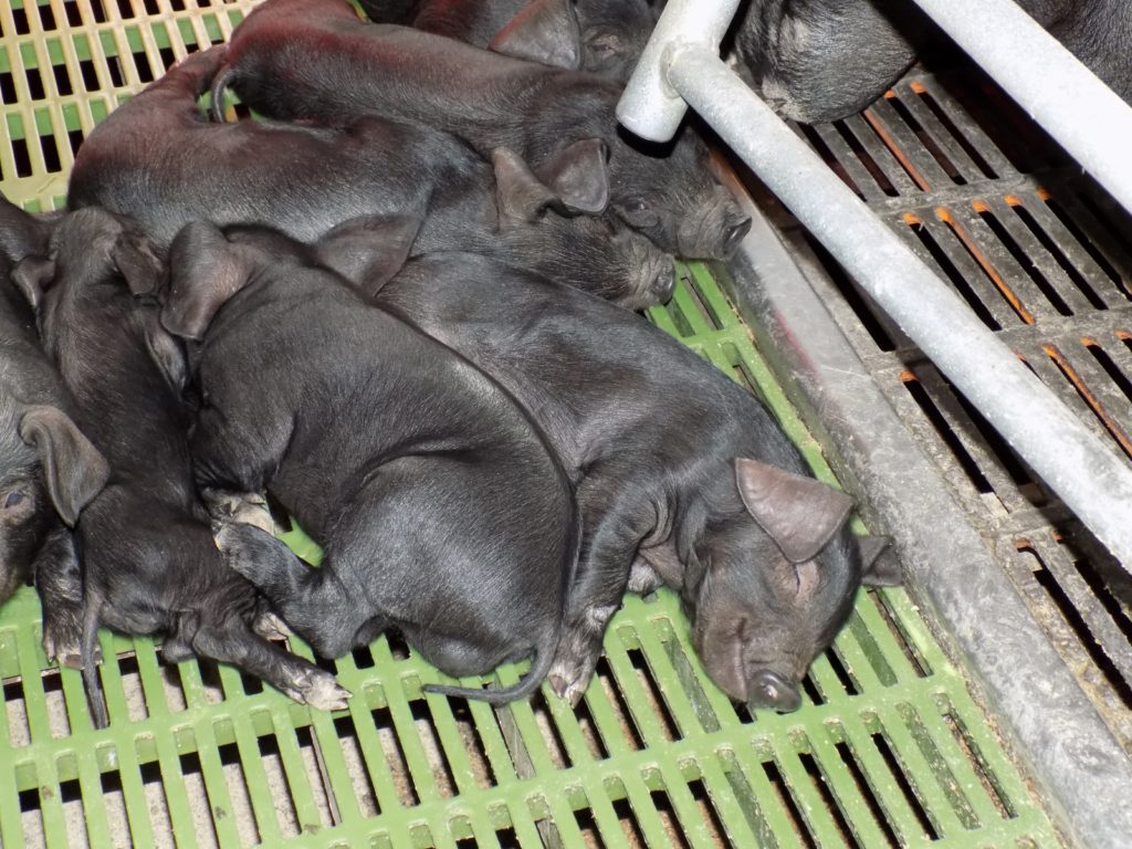 El Cochino Negro Canario