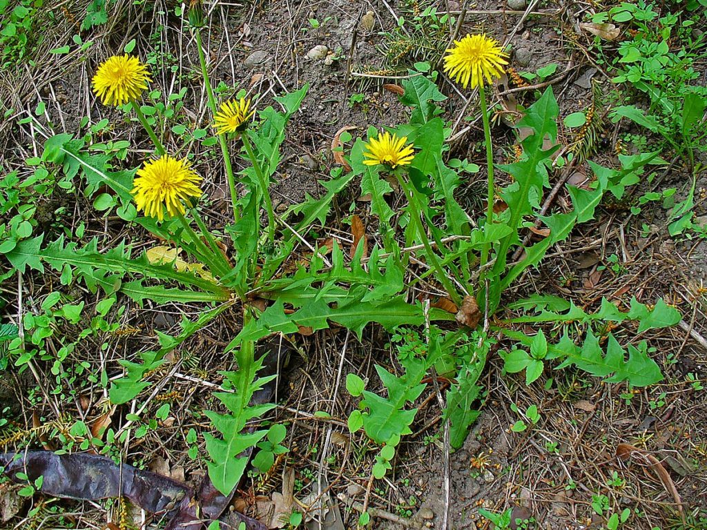 plantas silvestres