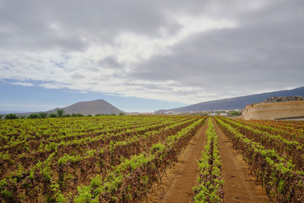 Bodegas Cándido Hernández Pío